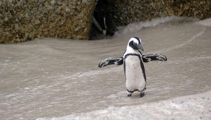 Güney Kutbu’nda Dört Yeni İmparator Penguen Kolonisi Keşfedildi