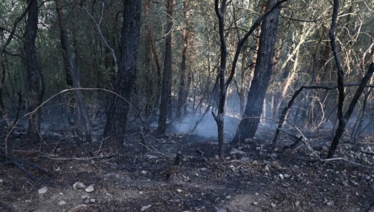 Bursa Nilüfer’de Orman Yangını Kontrol Altına Alındı