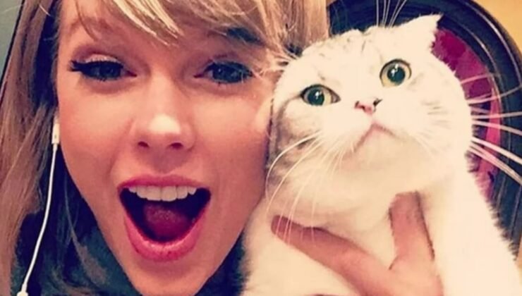 Taylor Swift ve Ünlü Scottish Fold Kedileri