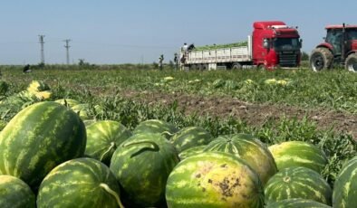 Adana’da Karpuz Hasadında Zarar