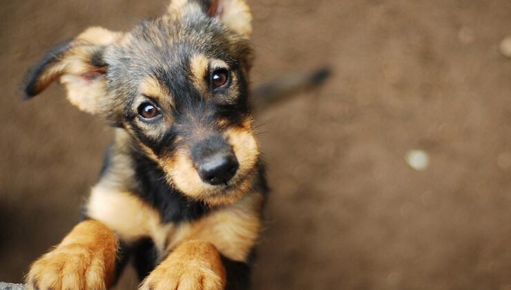 Almanya’da Hayvan Refahı ve Koruma Faaliyetleri