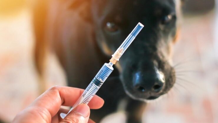 Kuduz Nedir ve Belirtileri Nelerdir?