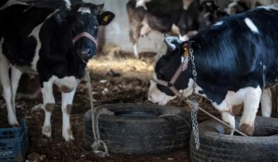 2024-2026 Dönemi Hayvancılık Desteklemeleri Hakkında Bilgiler