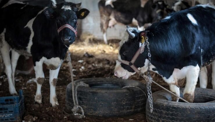 2024-2026 Dönemi Hayvancılık Desteklemeleri Hakkında Bilgiler