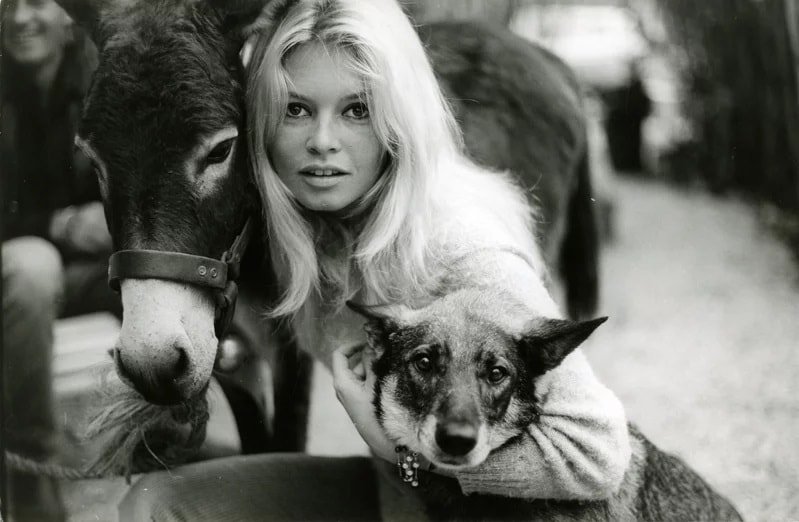 Brigitte Bardot'dan Türkiye'ye Hayvan Hakları Mektubu