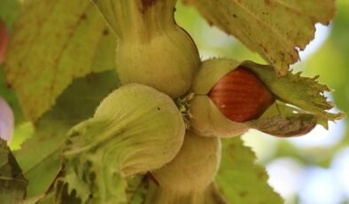 Fındık Alım Fiyatları İçin Acil Çağrı