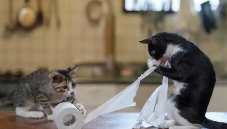 Kedilerin Mobilyaları Tırmalamasını Azaltmanın Yolları