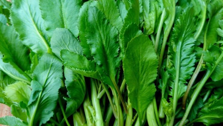 Tere Otu: Akciğer Sağlığına Olan Faydaları