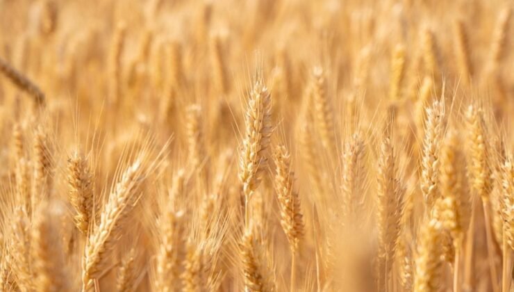 TZOB Genel Başkanı Bayraktar’dan Tarım Değerlendirmesi