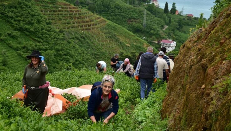 Çay Üreticilerinin Tepkisi ve AKP’li Mertoğlu’nun Açıklamaları