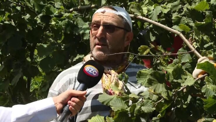 Fındık Üreticileri Zorlu Koşullarda Çalışıyor