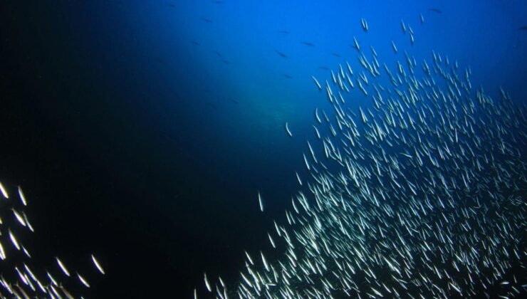 Güney Afrika’daki Sardalya Göçü ve Ekosistem Üzerindeki Etkileri