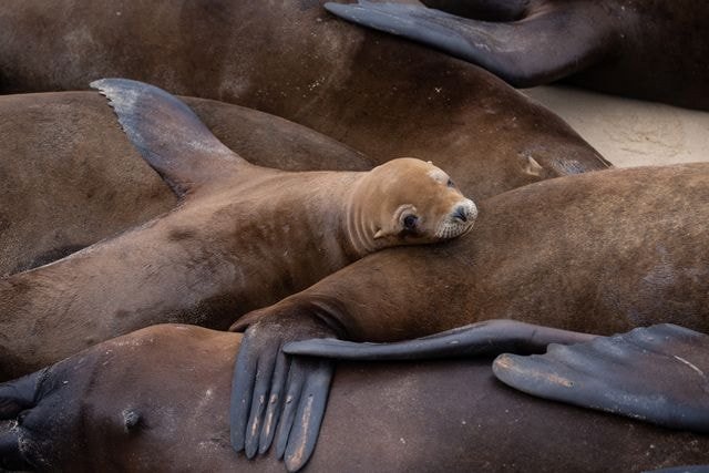 Kaliforniya Kıyılarında Deniz Aslanı Yoğunluğu
