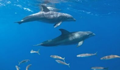 Mihama’da Şişe Burunlu Yunus Saldırıları: Teoriler ve Sonuçlar