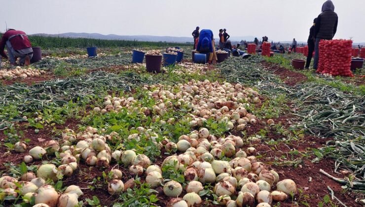 Sebze ve Meyve Fiyatlarının Enflasyon Üzerindeki Etkisi