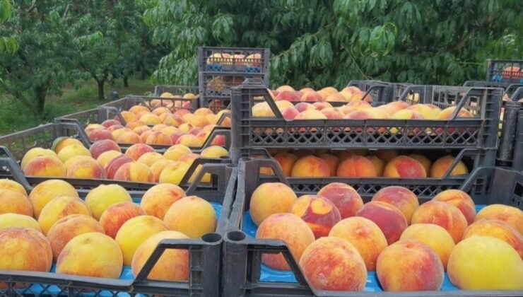 Çiftçilerin Üretim Maliyetleri ve Pazar Fiyatları Arasındaki Farklar