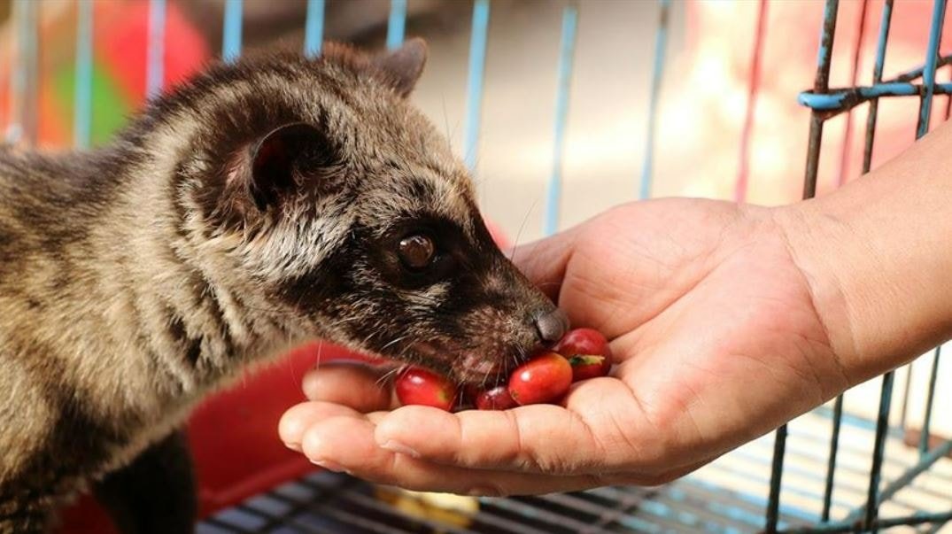 Covid-19'un Kökenleri Üzerine Yeni Araştırmalar