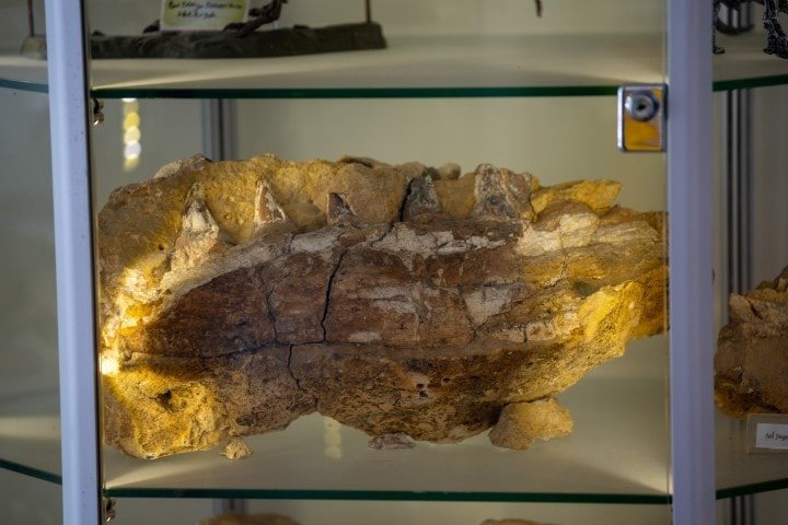 Mosasaurus ve Dinozor Bağlantısı