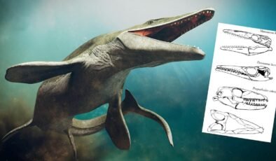 Denizlerin Dinozoru: Mosasaurus Hoffmanni Fosil Keşfi