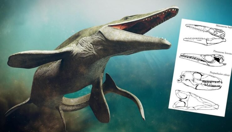 Denizlerin Dinozoru: Mosasaurus Hoffmanni Fosil Keşfi