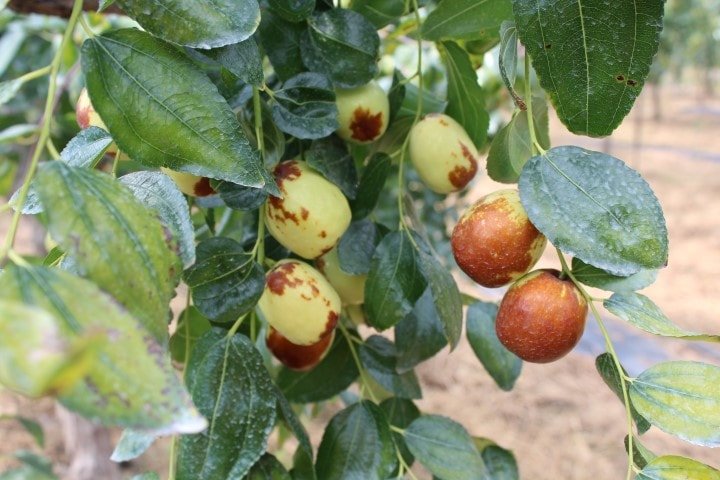 Hünnap: Sağlık Faydalarıyla Dolu Bir Meyve