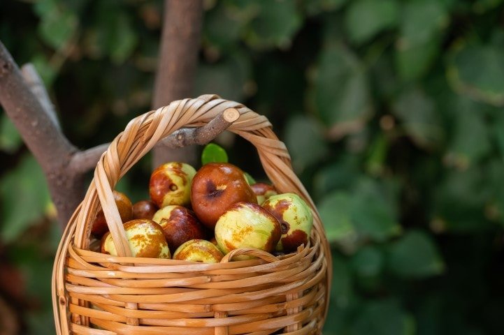 Vücudun Vitamin İhtiyacını Karşılayan Hünnap