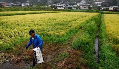 Japonya’da Pirinç Kıtlığı Krizi: Sıcak Hava Koşullarının Etkileri