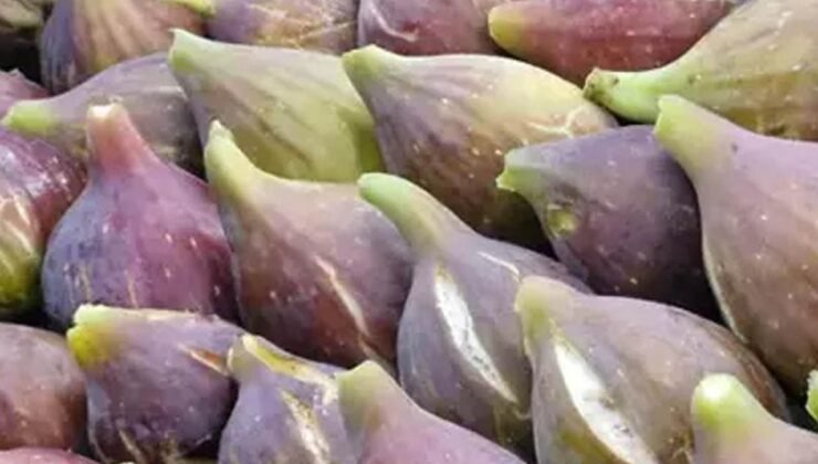 Samsun’un Mor Patlıcan İnciri Üretimi ve Faydaları