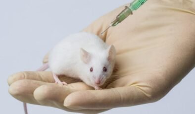 Stanford Üniversitesi’nden Şeffaf Fare Deneyi ile Yeni Biyomedikal Uygulamalar