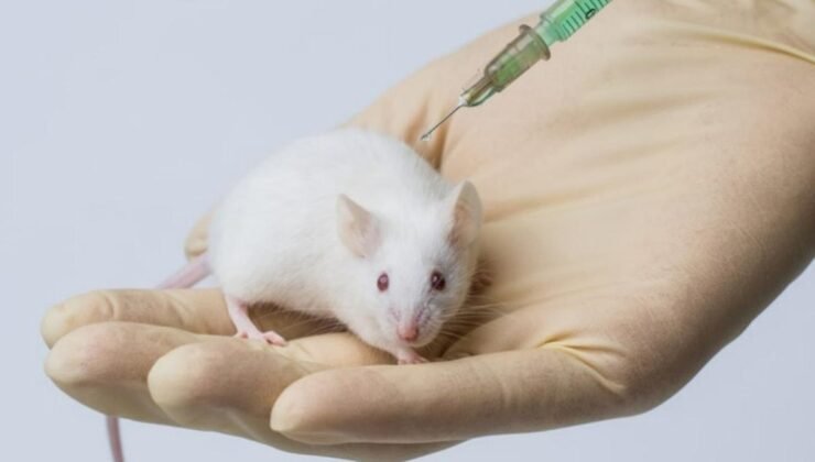 Stanford Üniversitesi’nden Şeffaf Fare Deneyi ile Yeni Biyomedikal Uygulamalar