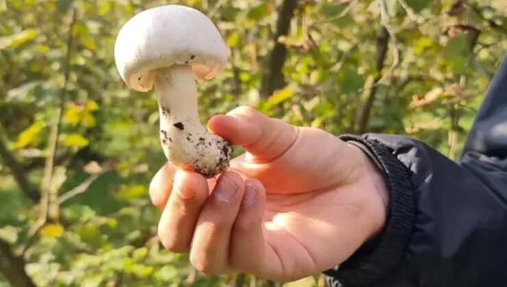 Doğada Mantar Toplama: Zehirli ve Yenilebilir Mantarları Tanıma Rehberi