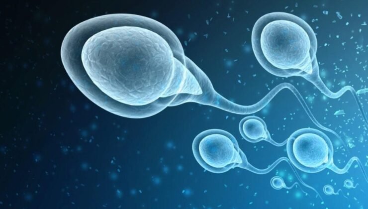 İnsan Gelişimi Üzerine Yeni Ufuklar: Embriyo Modelleri ve Etik Sorunlar