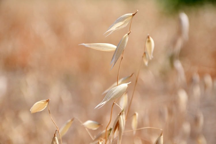 Karabuğday (Buckwheat)