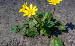 Kırlangıç Otu: Faydaları ve Göz Sağlığına Zararlı Etkileri