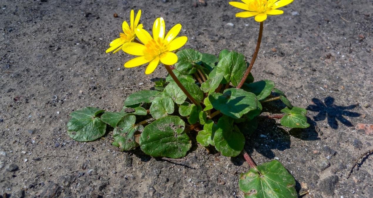 Kırlangıç Otu: Faydaları ve Göz Sağlığına Zararlı Etkileri - Gazete Köşesi