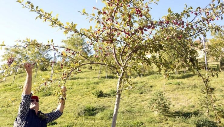 Kızılcığın Sağlığa Faydaları ve Besin Bileşenleri