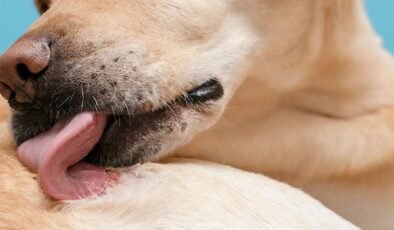 Köpeklerin Yara Yalama Davranışı ve İyileştirici Özellikleri