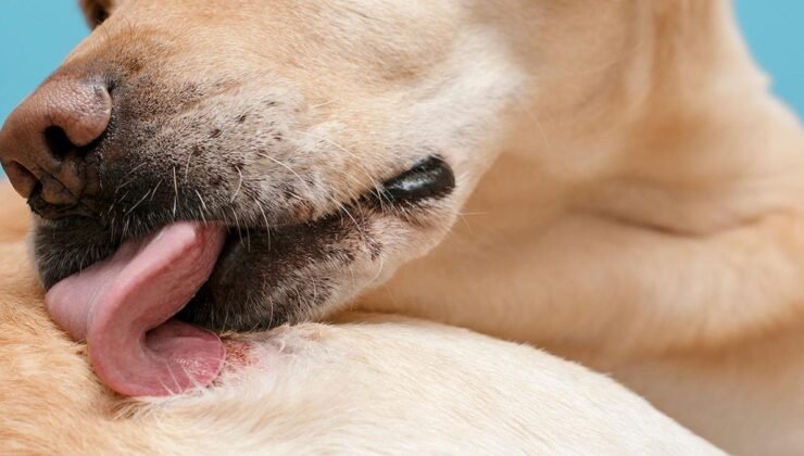 Köpeklerin Yara Yalama Davranışı ve İyileştirici Özellikleri