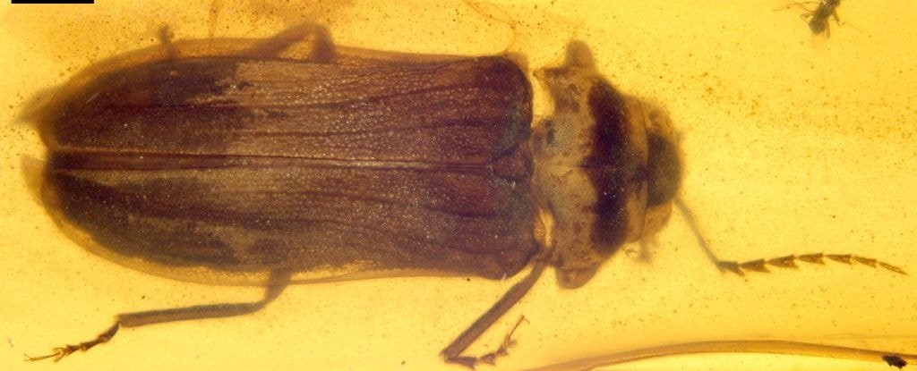 Bulgular ve Özellikler