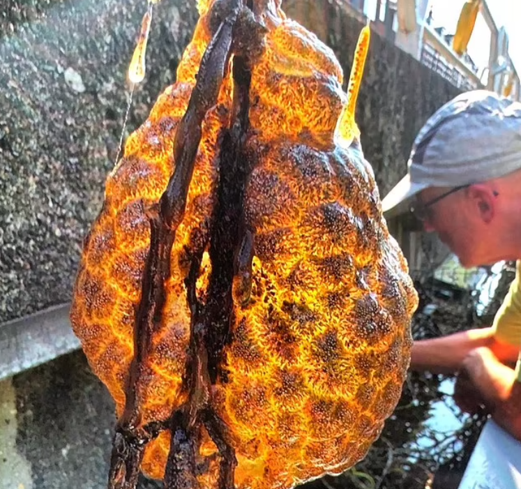 Uzaylı Yumurtası Tartışmaları