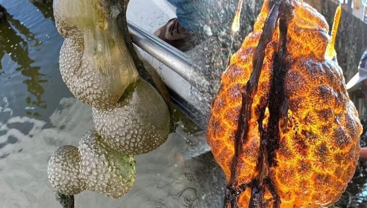 Su Kesesi Bryozoaları: İlginç Bir Keşif ve Ekosistem Üzerindeki Etkileri