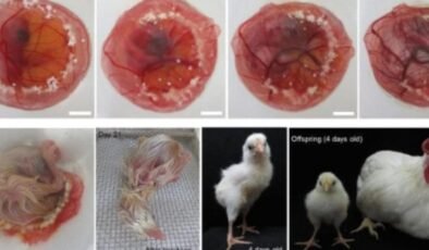 Tavuk Embriyosunun Gelişiminde Yeni Yöntemler