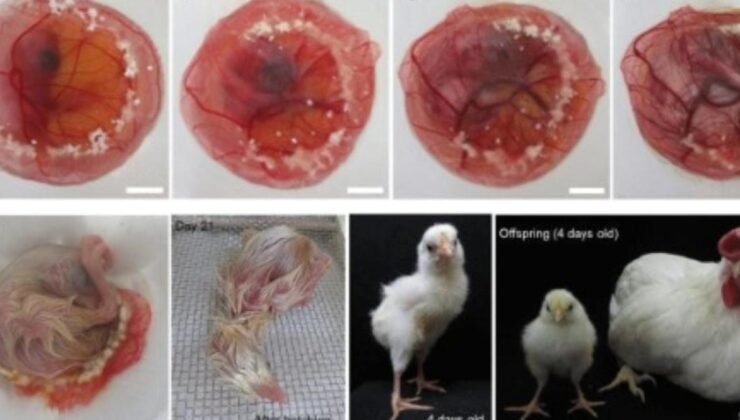 Tavuk Embriyosunun Gelişiminde Yeni Yöntemler