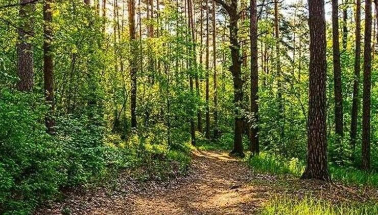 Yaban Hayatı Popülasyonlarındaki Küresel Düşüş ve Tehditler