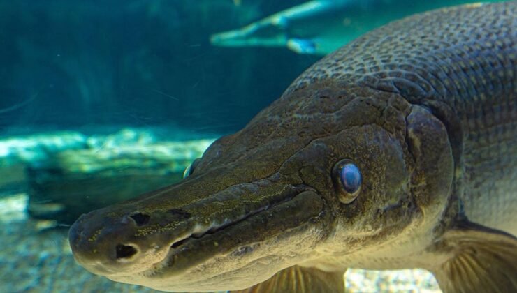 Yaşayan Fosil: Timsah Gölge Balığı