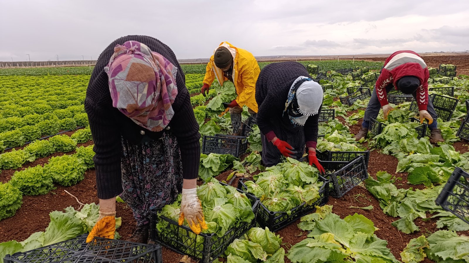 Adıyaman'da Marul Hasadı Başladı