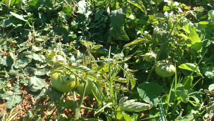 Adıyaman’da Marul Hasadı ve Sağlık Faydaları