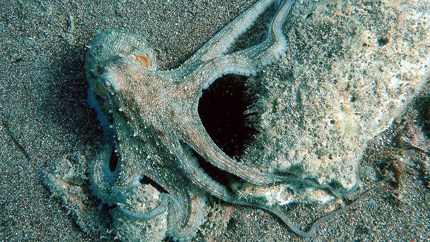 Dünyaya Uyum Konusunda Ustalık