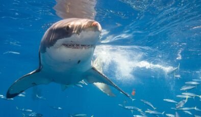 Büyük Beyaz Köpekbalığı Queensland’de Yakalandı
