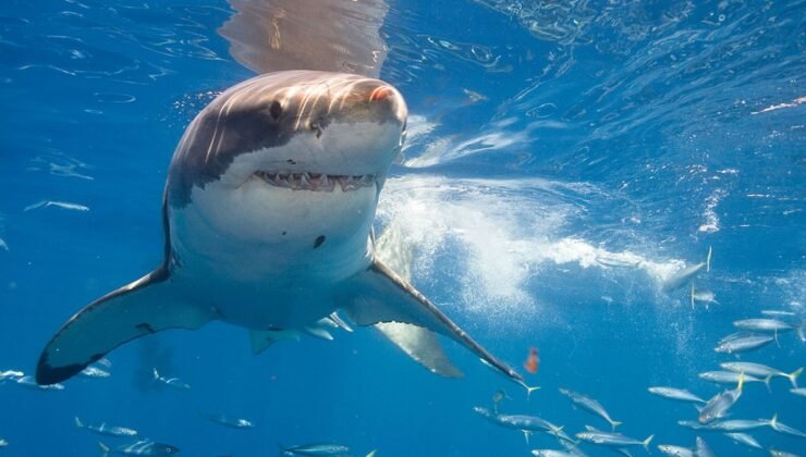 Büyük Beyaz Köpekbalığı Queensland’de Yakalandı